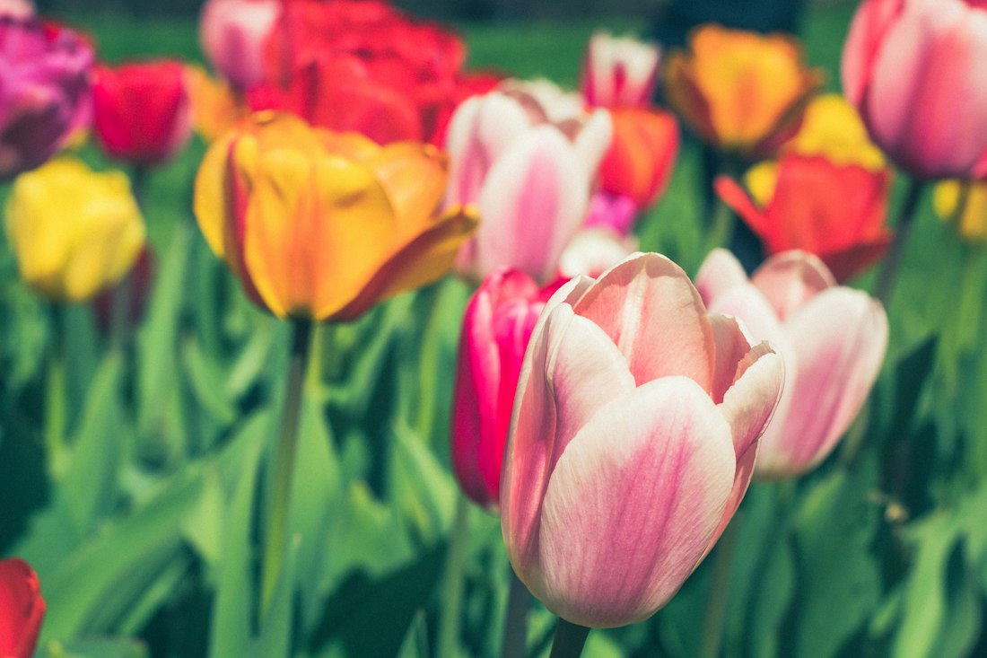Springtime Tulip Display